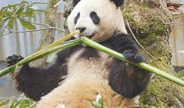 大熊猫吃竹子的视频,竹海中的天然美食家